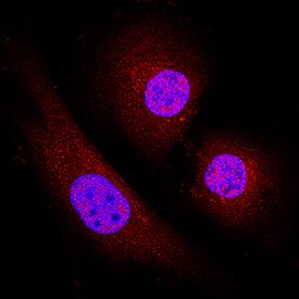 Casein Kinase 1d antibody in C2C12 Mouse Cell Line by Immunocytochemistry (ICC).