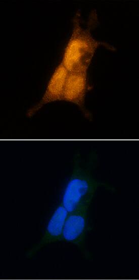 Casein Kinase 2a antibody in HEK293 Human Cell Line by Immunocytochemistry (ICC).