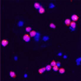 Pro Caspase-10 antibody in Jurkat Human Cell Line by Immunocytochemistry (ICC).