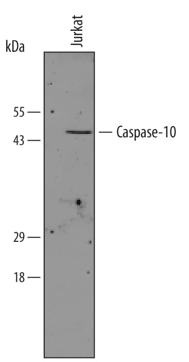 Detection of Human Caspase-10 (FLICE 2), antibody by Western Blot.