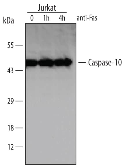 Detection of Human Caspase-10 antibody by Western Blot.