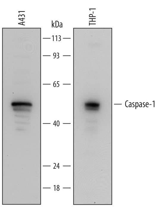 Detection of Human Caspase-1 antibody by Western Blot.