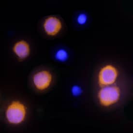 Caspase-1 antibody in THP-1 Human Cell Line by Immunocytochemistry (ICC).