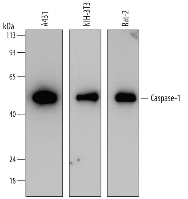 Detection of Human, Mouse, and Rat Caspase-1 antibody by Western Blot.