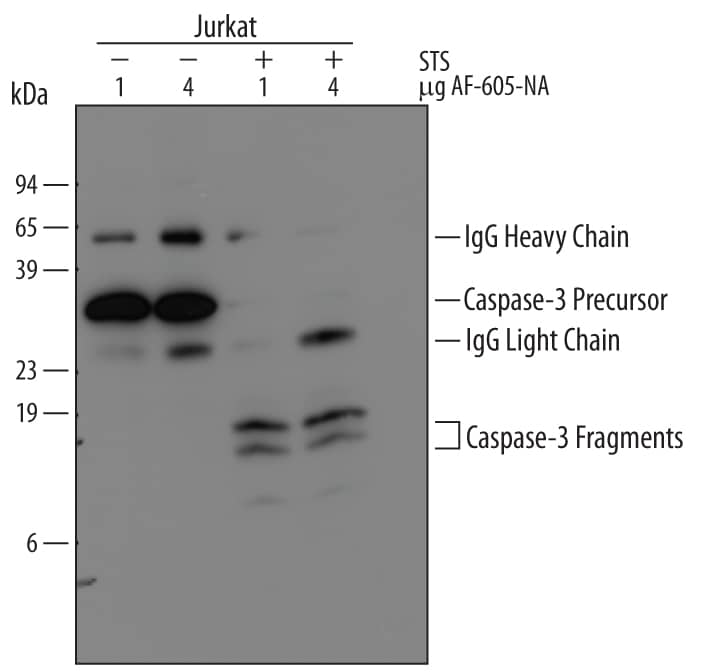Immunoprecipitation of Human Caspase‑3.