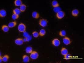 Caspase-3 antibody in Jurkat Human Cell Line by Immunocytochemistry (ICC).
