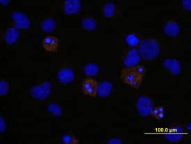 Caspase-3 antibody in Jurkat Human Cell Line by Immunocytochemistry (ICC).