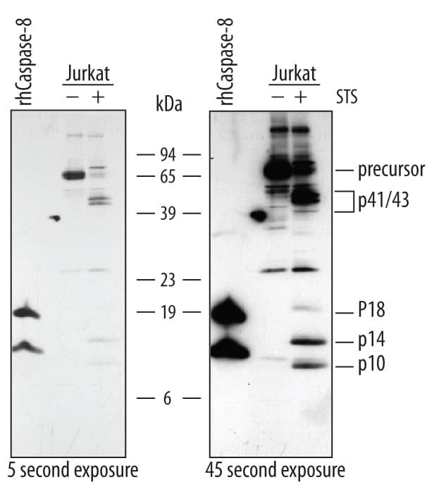 Detection of Human Caspase-8 antibody by Western Blot.