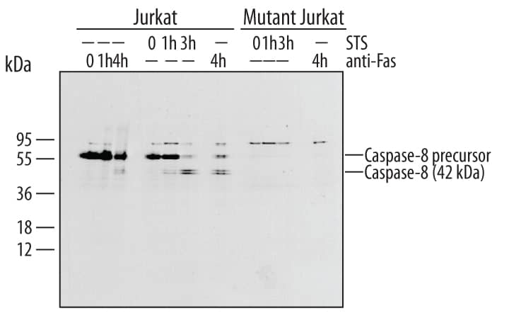 Detection of Human Caspase-8 antibody by Western Blot.