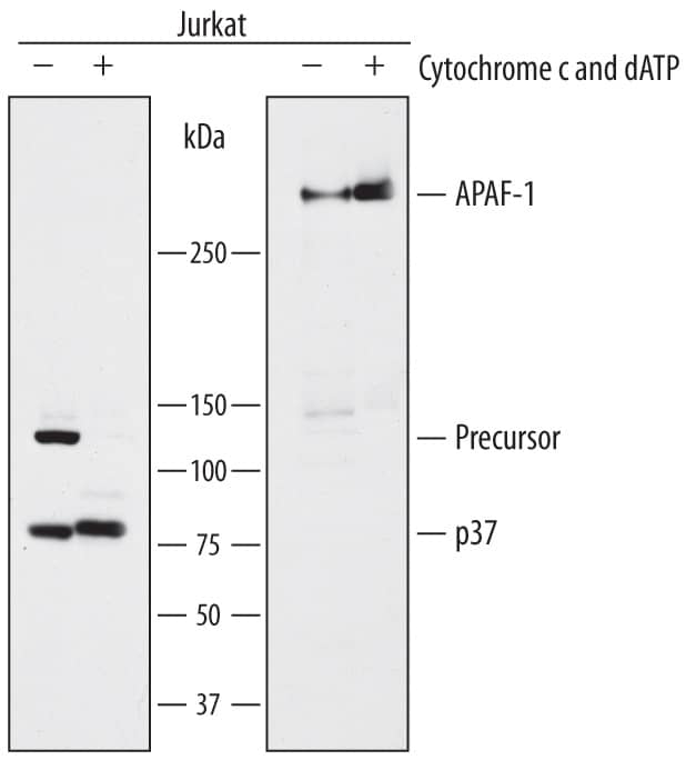 Capture of Human Caspase-9 and Human Caspase-9 complexed with APAF-1 detected by Western Blot.