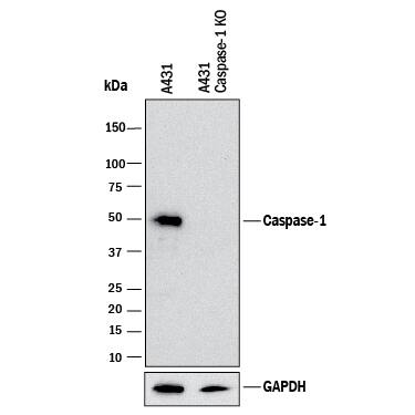 Western Blot Shows Human Caspase‑1 Specificity by Using Knockout Cell Line. Western Blot Shows Human Caspase-1 Antibody Specificity by Using Knockout Cell Line.