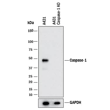 Western Blot Shows Human Caspase-1 Antibody Specificity by Using Knockout Cell Line.
