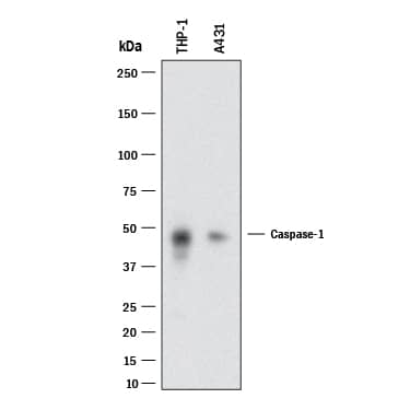 Detection of Human Caspase-1 antibody by Western Blot.