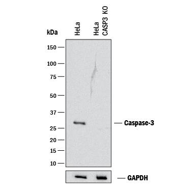 Western Blot Shows Human Caspase-3 Antibody Specificity by Using Knockout Cell Line.
