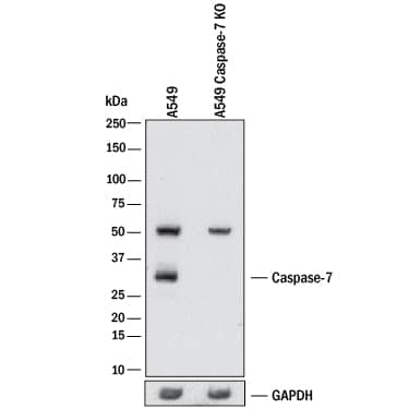 Western Blot Shows Human Caspase-7 Antibody Specificity by Using Knockout Cell Line.