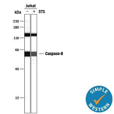 Detection of Human Caspase-8 antibody by Simple WesternTM.