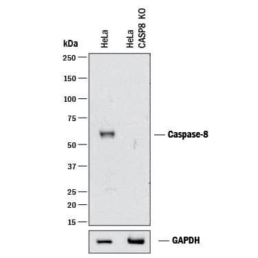 Western Blot Shows Human Caspase-8 Antibody Specificity by Using Knockout Cell Line.