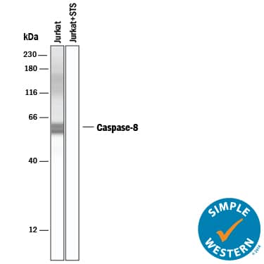 Detection of Human Caspase-8 antibody by Simple WesternTM.