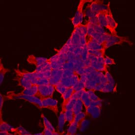 Caspr1 antibody in IMR32 Human Cell Line by Immunocytochemistry (ICC).