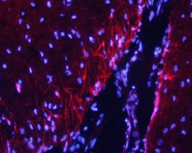 Caspr2 antibody in Mouse Brain by Immunohistochemistry (IHC-Fr).