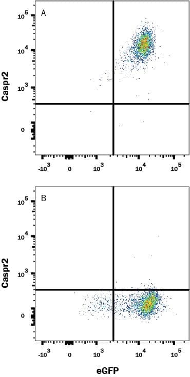 Detection of Caspr2 antibody in HEK293 Human Cell Line Transfected with Human Caspr2 and eGFP antibody by Flow Cytometry.