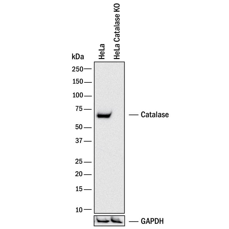 Western Blot Shows Human Catalase Antibody Specificity by Using Knockout Cell Line.