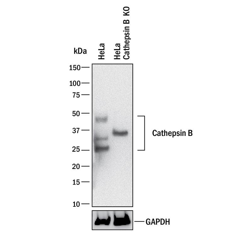 Western Blot Shows Human Cathepsin B Antibody Specificity by Using Knockout Cell Line.