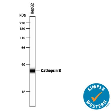 Detection of Human Cathepsin B antibody by Simple WesternTM.