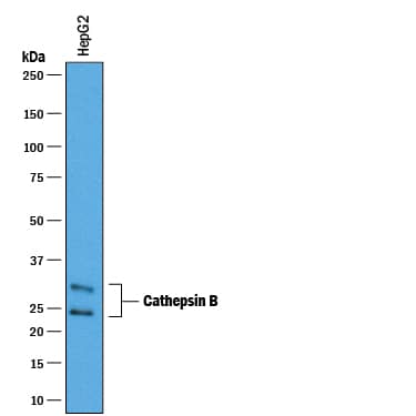 Detection of Human Cathepsin B antibody by Western Blot.