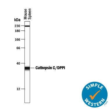 Detection of Mouse Cathepsin C/DPPI antibody by Simple WesternTM.