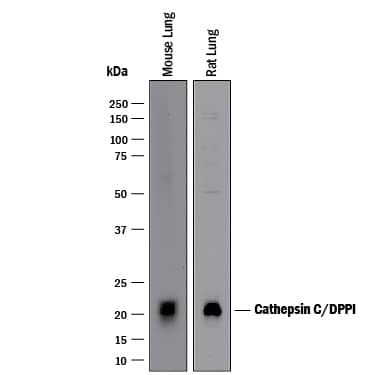 Detection of Mouse and Rat Cathepsin C/DPPI antibody by Western Blot.
