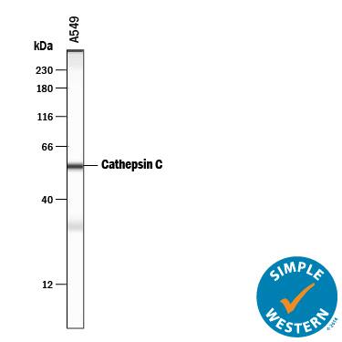 Detection of Human Cathepsin C/DPPI antibody by Simple WesternTM.