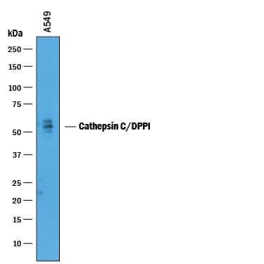 Detection of Human Cathepsin C/DPPI antibody by Western Blot.