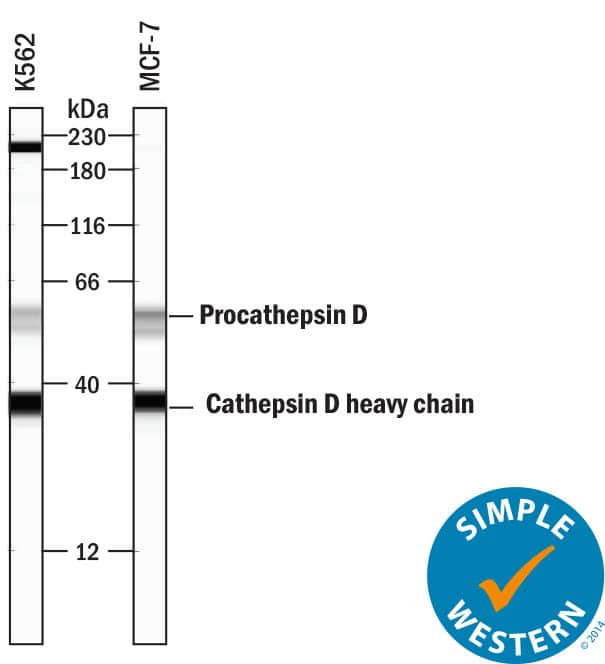 Detection of Human Cathepsin D antibody by Simple WesternTM.