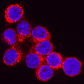 Cathepsin D antibody in RAW 264 by Immunocytochemistry (ICC).7 Mouse Cell Line by Immunocytochemistry (ICC).