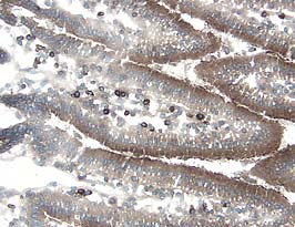 Cathepsin D antibody in Mouse Intestine by Immunohistochemistry (IHC-Fr).