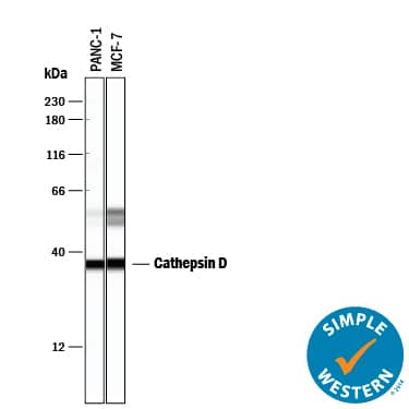 Detection of Human Cathepsin D antibody by Simple WesternTM.