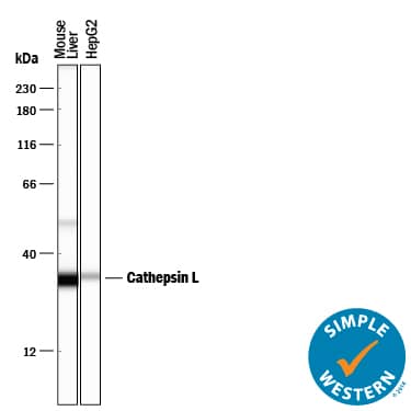 Detection of Mouse Cathepsin L antibody by Simple WesternTM.
