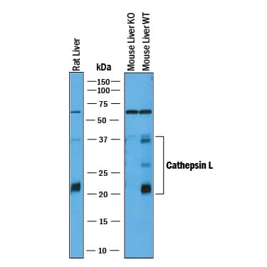 Detection of Mouse and Rat Cathepsin L antibody by Western Blot.