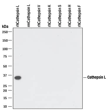 Detection of Recombinant Human Cathepsin L antibody by Western Blot.