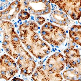 Cathepsin L antibody in Human Kidney by Immunohistochemistry (IHC-P).