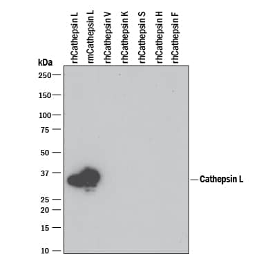 Detection of Recombinant Human and Mouse Cathepsin L antibody by Western Blot.