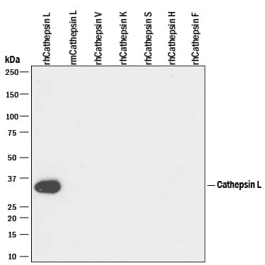 Detection of Recombinant Human Cathepsin L antibody by Western Blot.