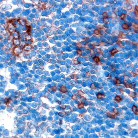 Cathepsin S antibody in Human Lymph Node by Immunohistochemistry (IHC-P).