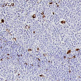 Cathepsin S antibody in Human Lymph Node by Immunohistochemistry (IHC-P).