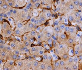 Caveolin-2 antibody in Human Liver by Immunohistochemistry (IHC-P).