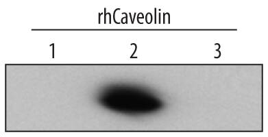 Detection of Human Caveolin-2 antibody by Western Blot.