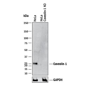 Western Blot Shows Human Caveolin-1 Antibody Specificity by Using Knockout Cell Line.