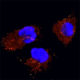 Caveolin-2 antibody in HeLa Human Cell Line by Immunocytochemistry (ICC).