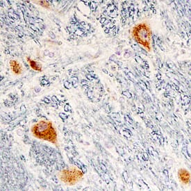 Cerebellin-2 antibody in Human Brain by Immunohistochemistry (IHC-P).